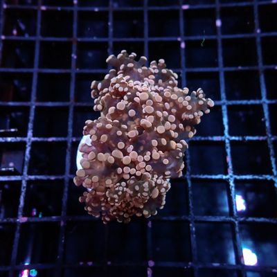 Orange Octospawn - Frag (Euphyllia Paradivisa)