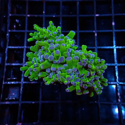 Green With Purple Tip Octospawn - Frag (Euphillia Paradivisa)