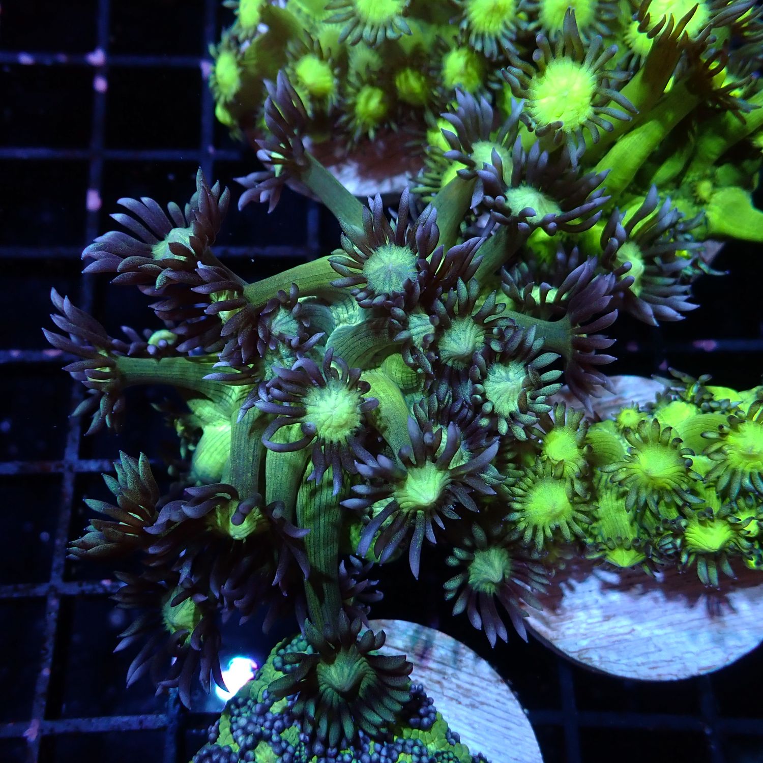 Mettalic Green Purple Tip Goniopora - Frag (Goniopora Spp.)