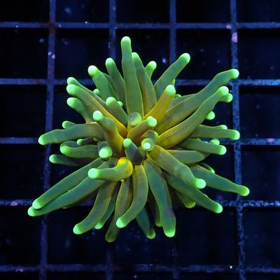 Branching Tiger Torch - 1 Head (Euphyllia Glabrescens)