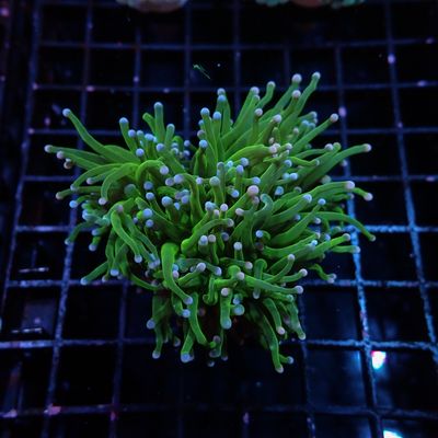 Cotton Candy Torch - 2-3 Heads (Euphyllia Glarescens)