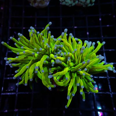 Holy Grail A Torch - 2 Splitting (Euphyllia Glabrescens)