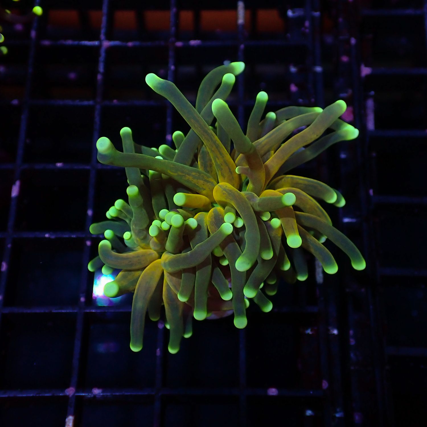 Branching Tiger Torch - 1 Head Splitting (Euphyllia Glabrescens)