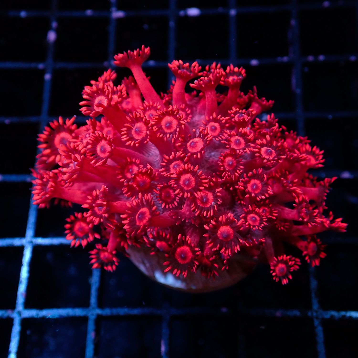 Blue Mouth Red Goniopora - Frag (Goniopora Spp.)