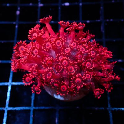 Blue Mouth Red Goniopora - Frag (Goniopora Spp.)