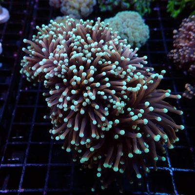 24K Gold Torch - Colony 5+ Heads (Euphyllia Glabrescens)