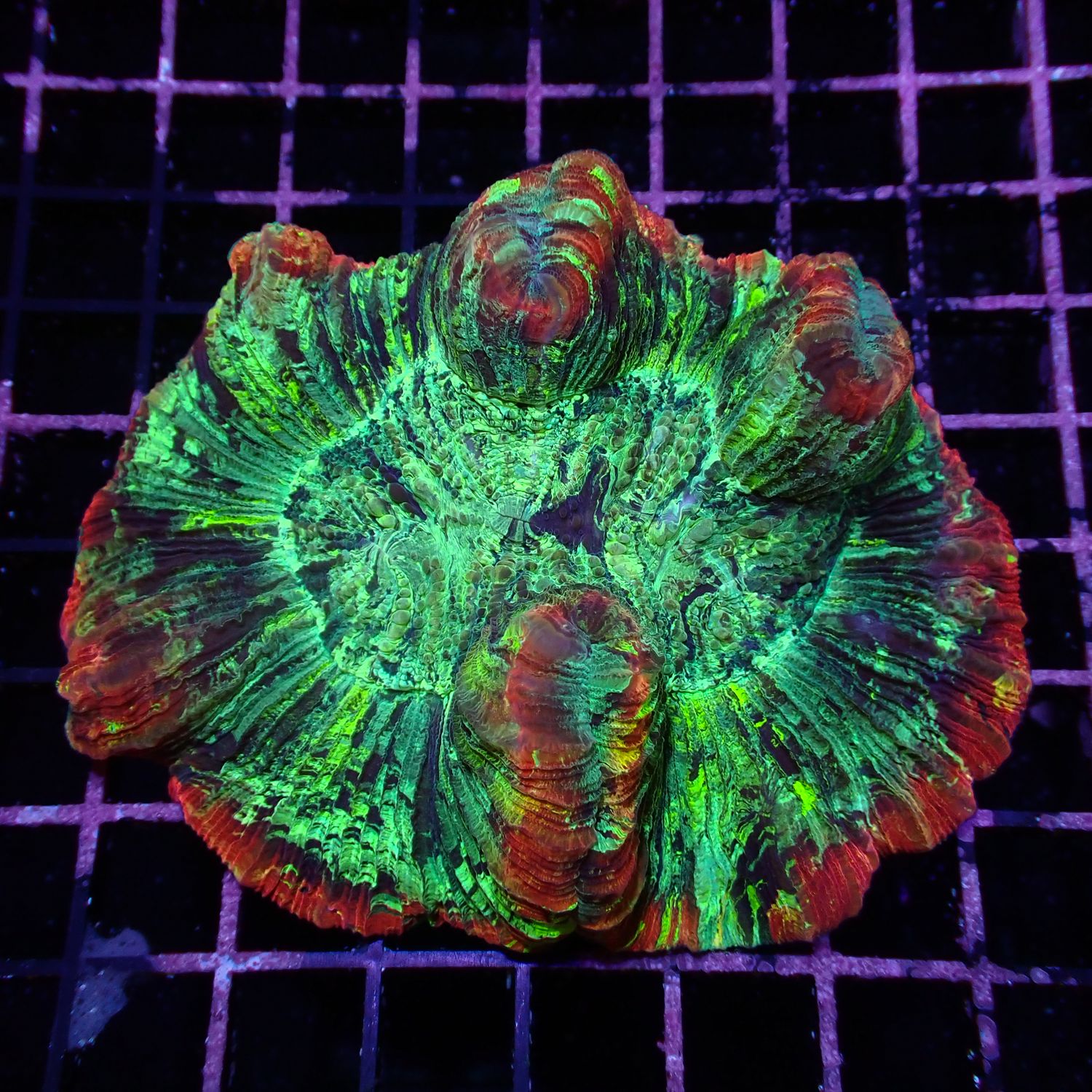 Wellso Folded Brain Coral 1 (Trachyphyllia radiata)