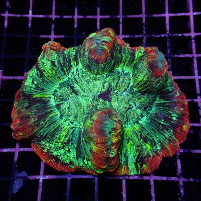 Wellso Folded Brain Coral 1 (Trachyphyllia radiata)