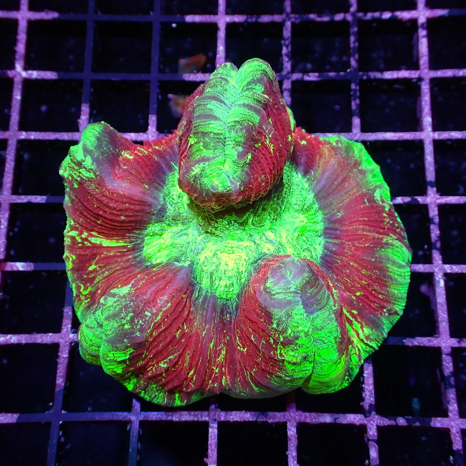 Wellso Folded Brain Coral 4 (Trachyphyllia radiata)