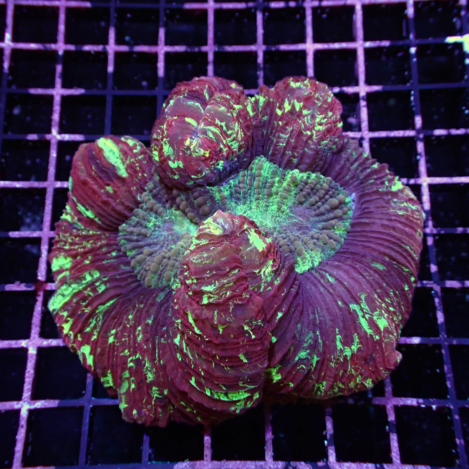Wellso Folded Brain Coral 5 (Trachyphyllia radiata)