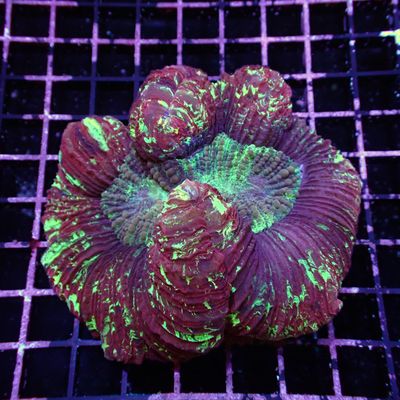 Wellso Folded Brain Coral 5 (Trachyphyllia radiata)