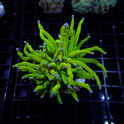 Holy Grail A Torch - 1 Head (Euphyllia Glabrescens)