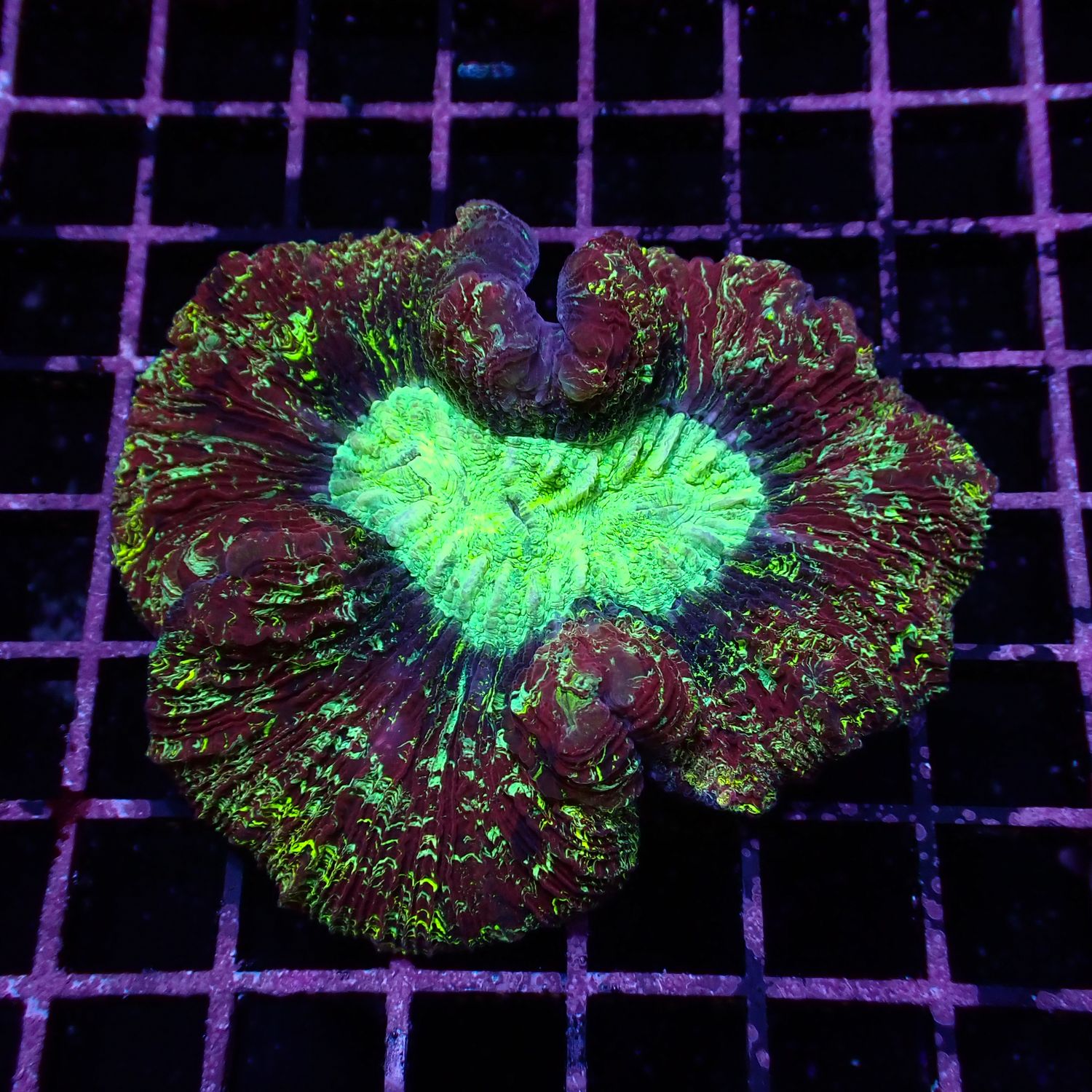 Wellso Folded Brain Coral 2 (Trachyphyllia radiata)