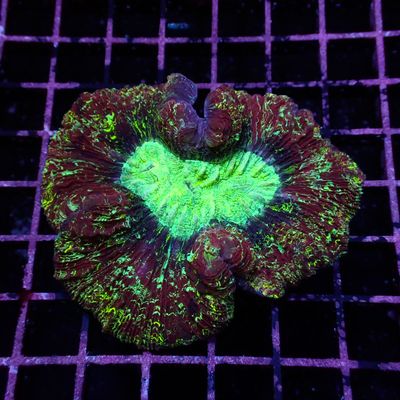 Wellso Folded Brain Coral 2 (Trachyphyllia radiata)
