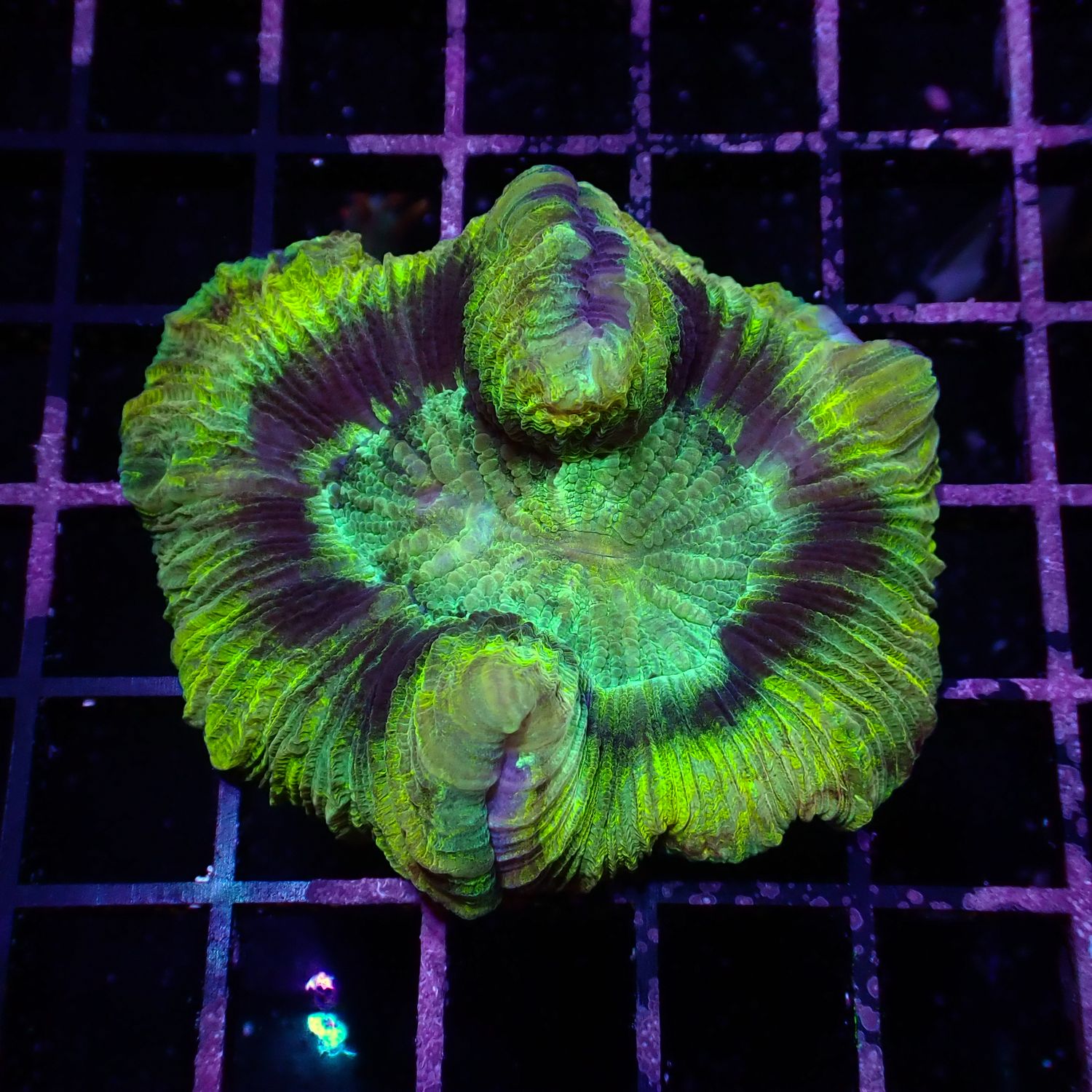 Wellso Folded Brain Coral 6 (Trachyphyllia radiata)