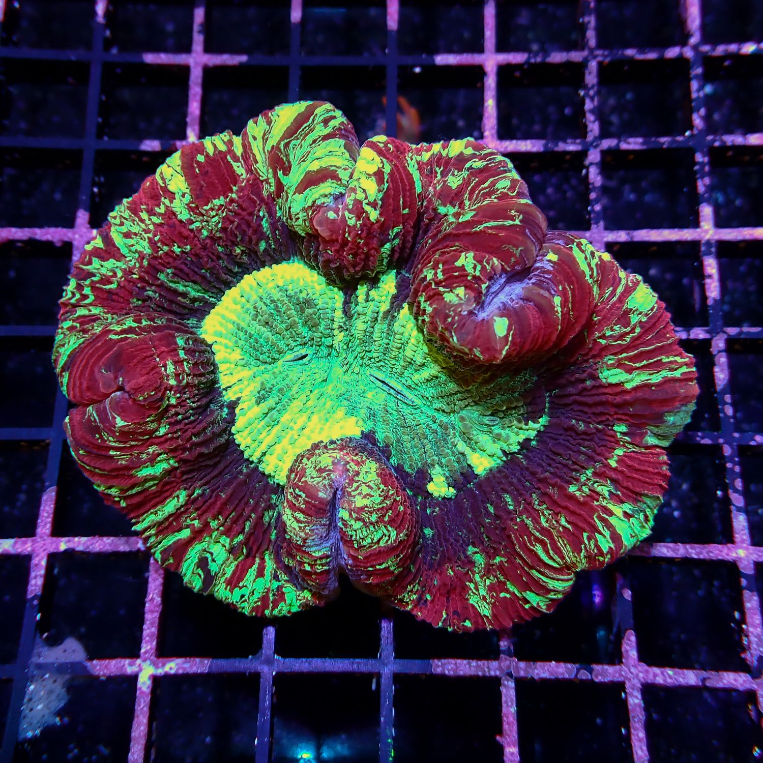 Wellso Folded Brain Coral 3 (Trachyphyllia radiata)