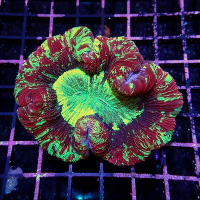 Wellso Folded Brain Coral 3 (Trachyphyllia radiata)