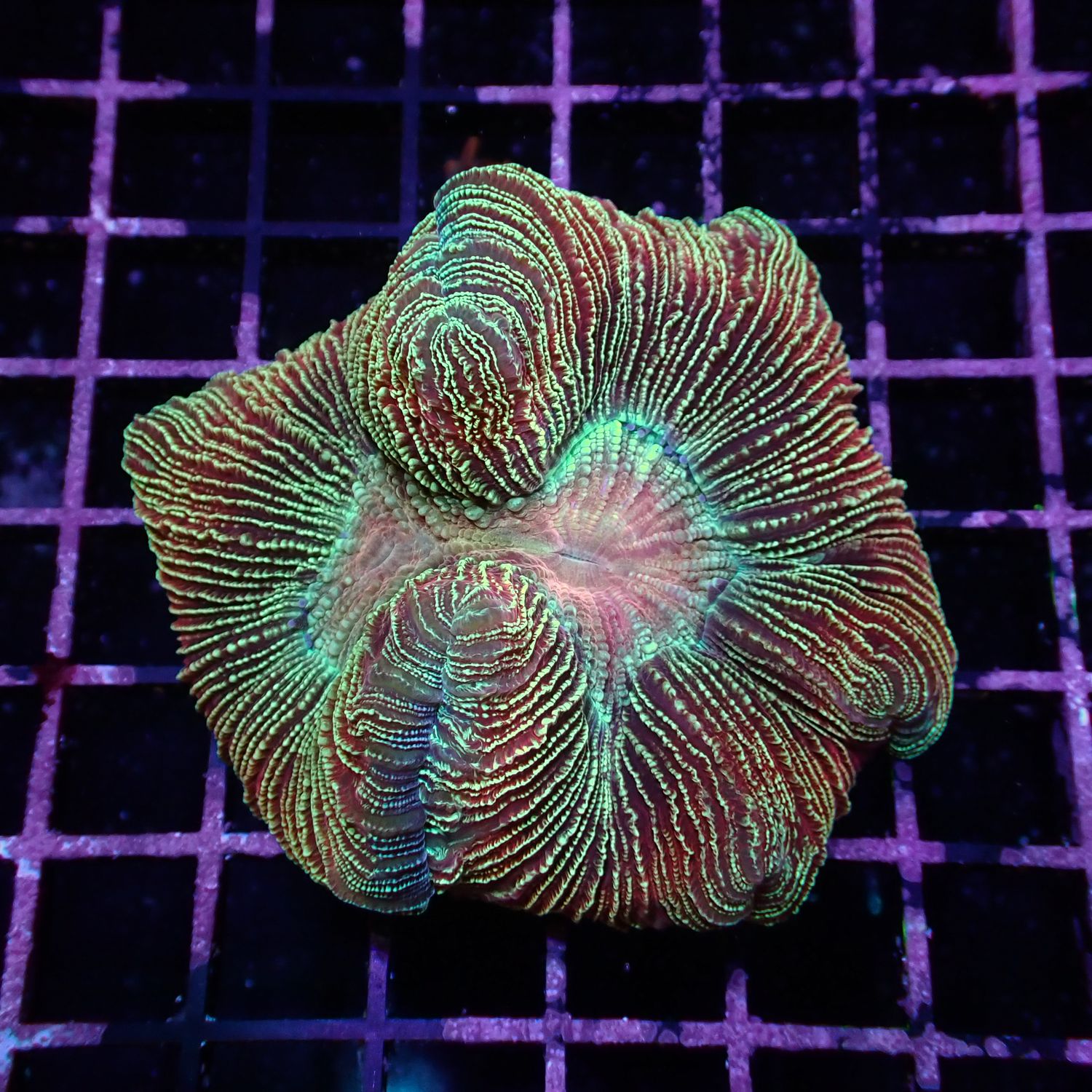 Wellso Folded Brain - Rainbow 1 (Trachyphyllia Radiata)