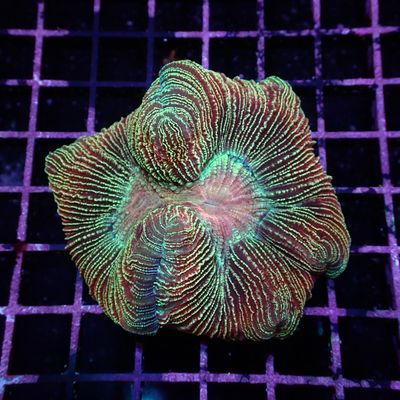 Wellso Folded Brain - Rainbow 1 (Trachyphyllia Radiata)