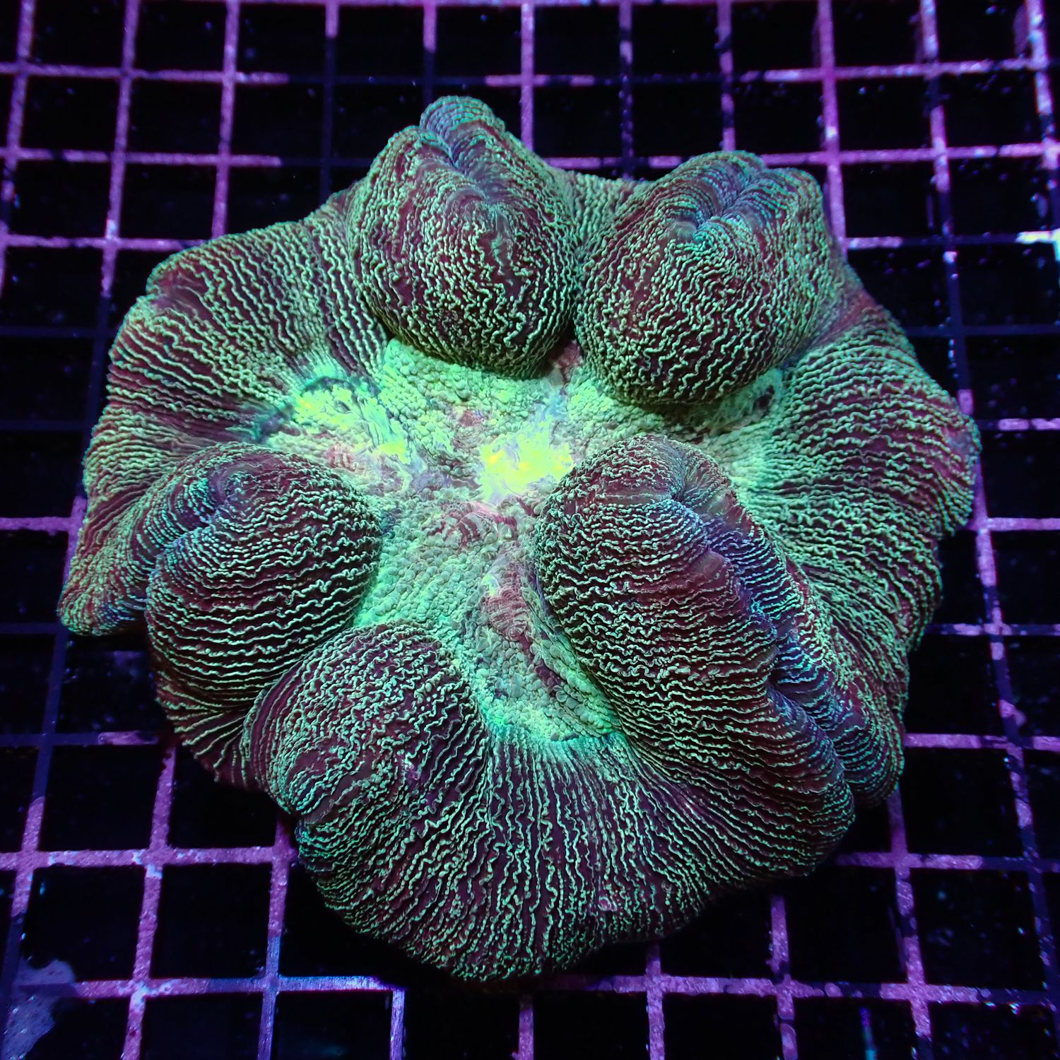Wellso Folded Brain - Rainbow 2 (Trachyphyllia Radiata)