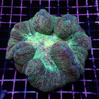 Wellso Folded Brain - Rainbow 2 (Trachyphyllia Radiata)