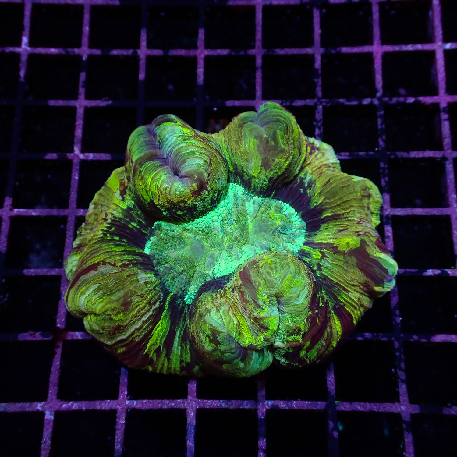 Rainbow Folded Brain - Ultra Rainbow 1 (Trachyphyllia Radiata)
