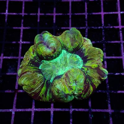 Rainbow Folded Brain - Ultra Rainbow 1 (Trachyphyllia Radiata)
