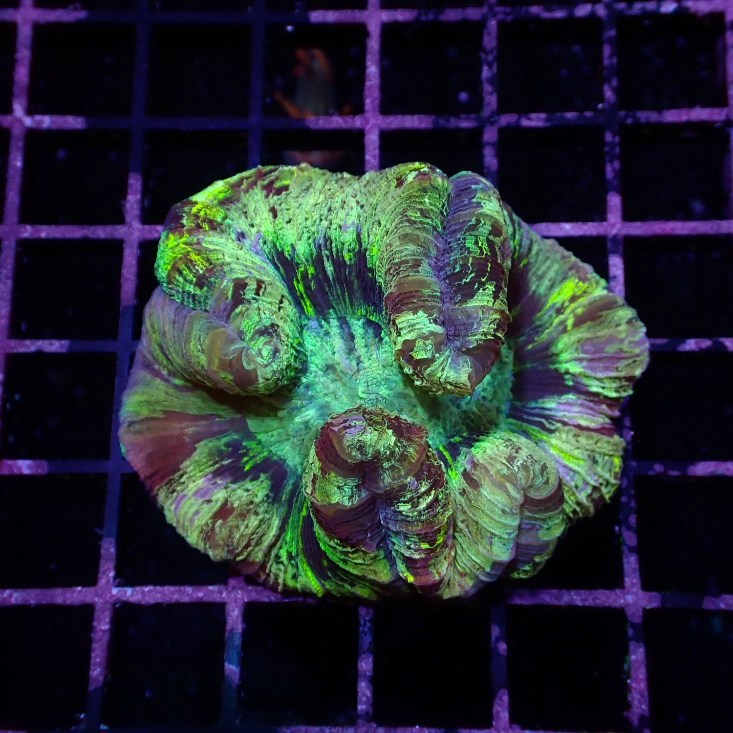 Rainbow Folded Brain - Ultra Rainbow 3 (Trachyphyllia Radiata)