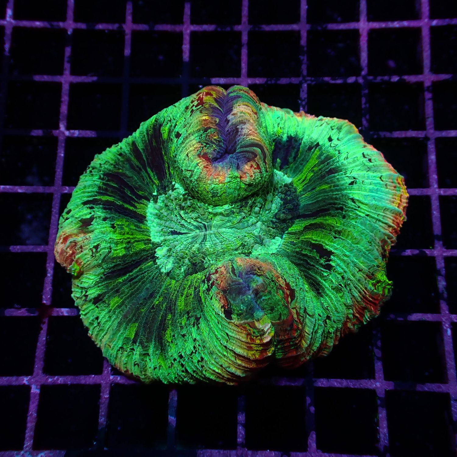 Rainbow Folded Brain - Ultra Rainbow 2 (Trachyphyllia Radiata)