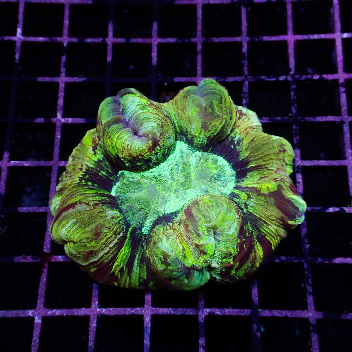 Rainbow Folded Brain - Ultra Rainbow 6 (Trachyphyllia Radiata)