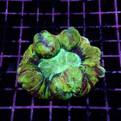 Rainbow Folded Brain - Ultra Rainbow 6 (Trachyphyllia Radiata)