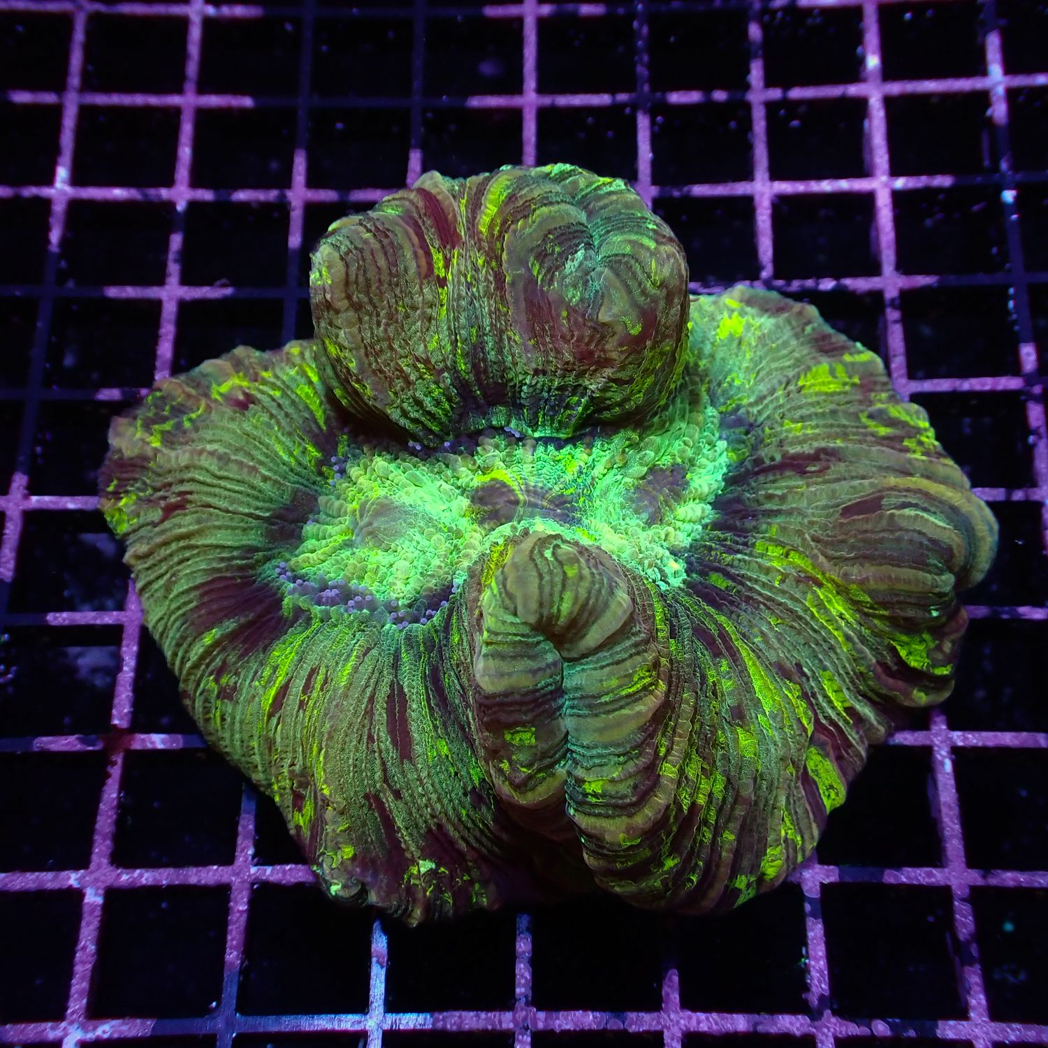 Rainbow Folded Brain - Ultra Rainbow 7 (Trachyphyllia Radiata)
