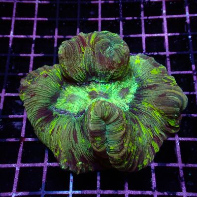 Rainbow Folded Brain - Ultra Rainbow 7 (Trachyphyllia Radiata)