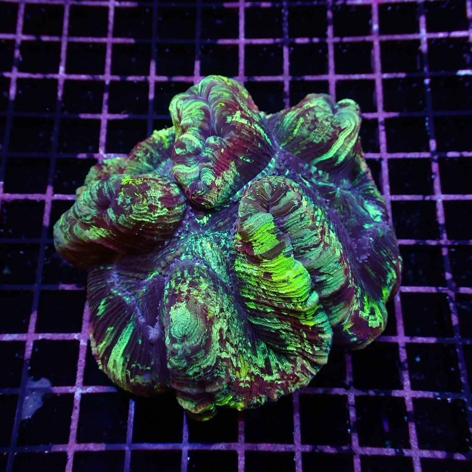 Rainbow Folded Brain - Ultra Rainbow 8 (Trachyphyllia Radiata)