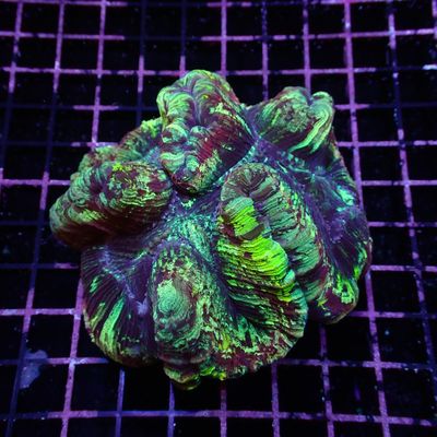 Rainbow Folded Brain - Ultra Rainbow 8 (Trachyphyllia Radiata)