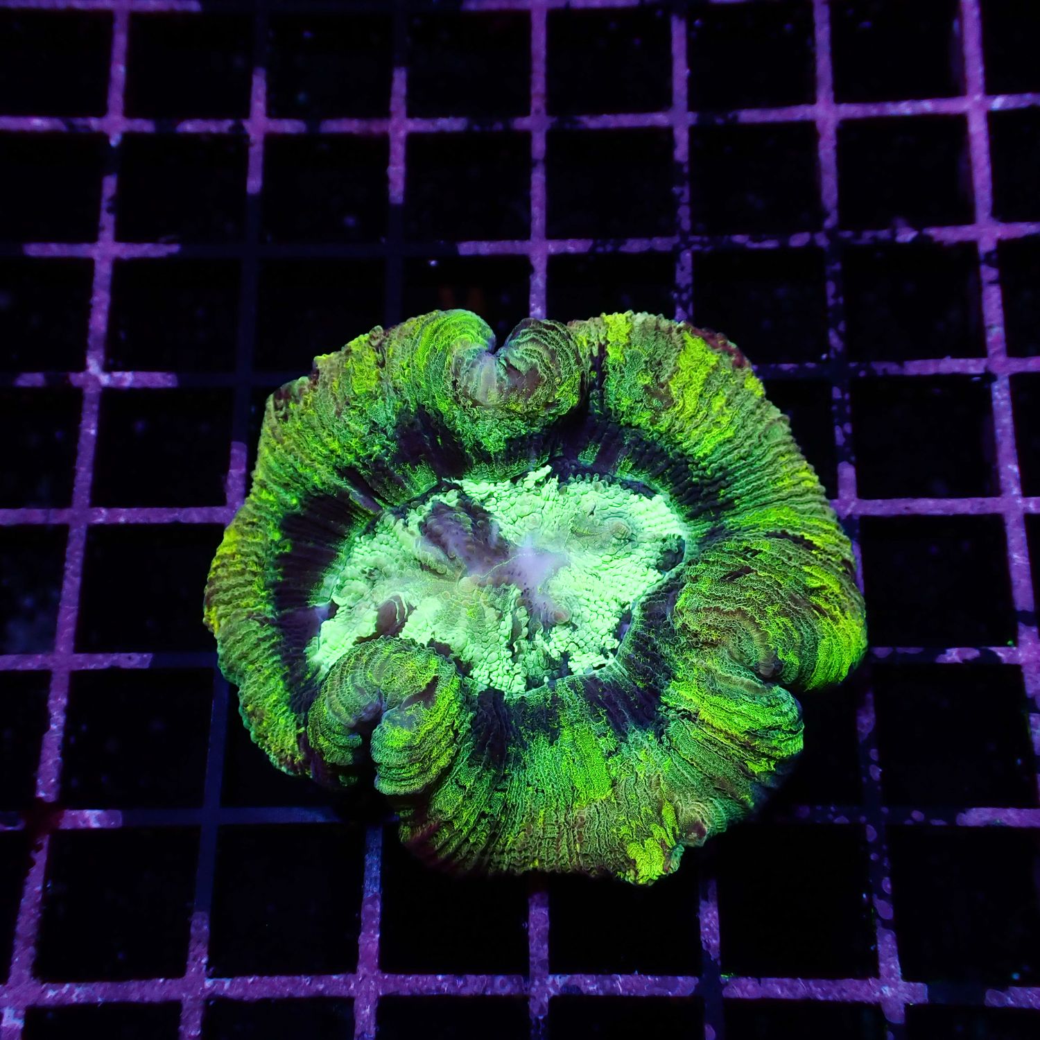Rainbow Folded Brain - Ultra Rainbow 5 (Trachyphyllia Radiata)