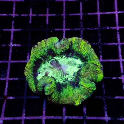 Rainbow Folded Brain - Ultra Rainbow 5 (Trachyphyllia Radiata)