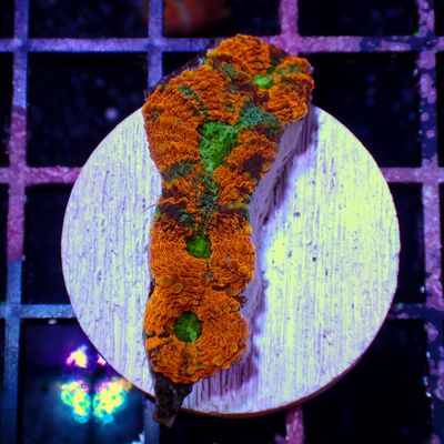 Orange Green Center Acanthastrea - 1-4 Eyes (Acanthastrea Spp.)