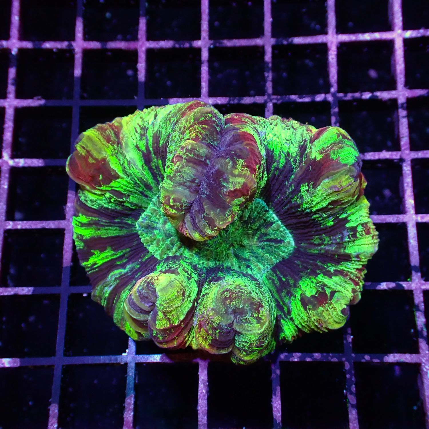 Rainbow Folded Brain - Ultra Rainbow 4 (Trachyphyllia Radiata)