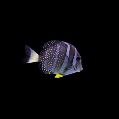 Mustard Tang (Acanthurus Guttatus)