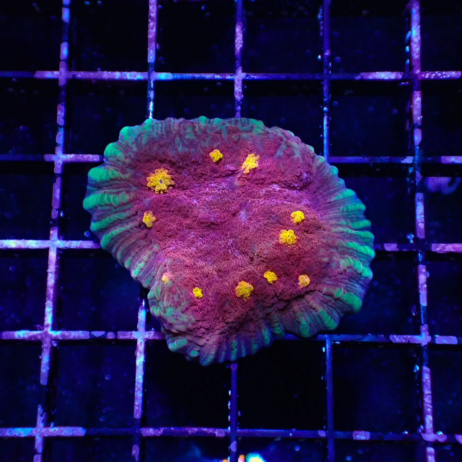Flamethrower Chalice - Frag