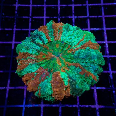 Rainbow Acantho 1  (Acanthophylia Deshayesiana)