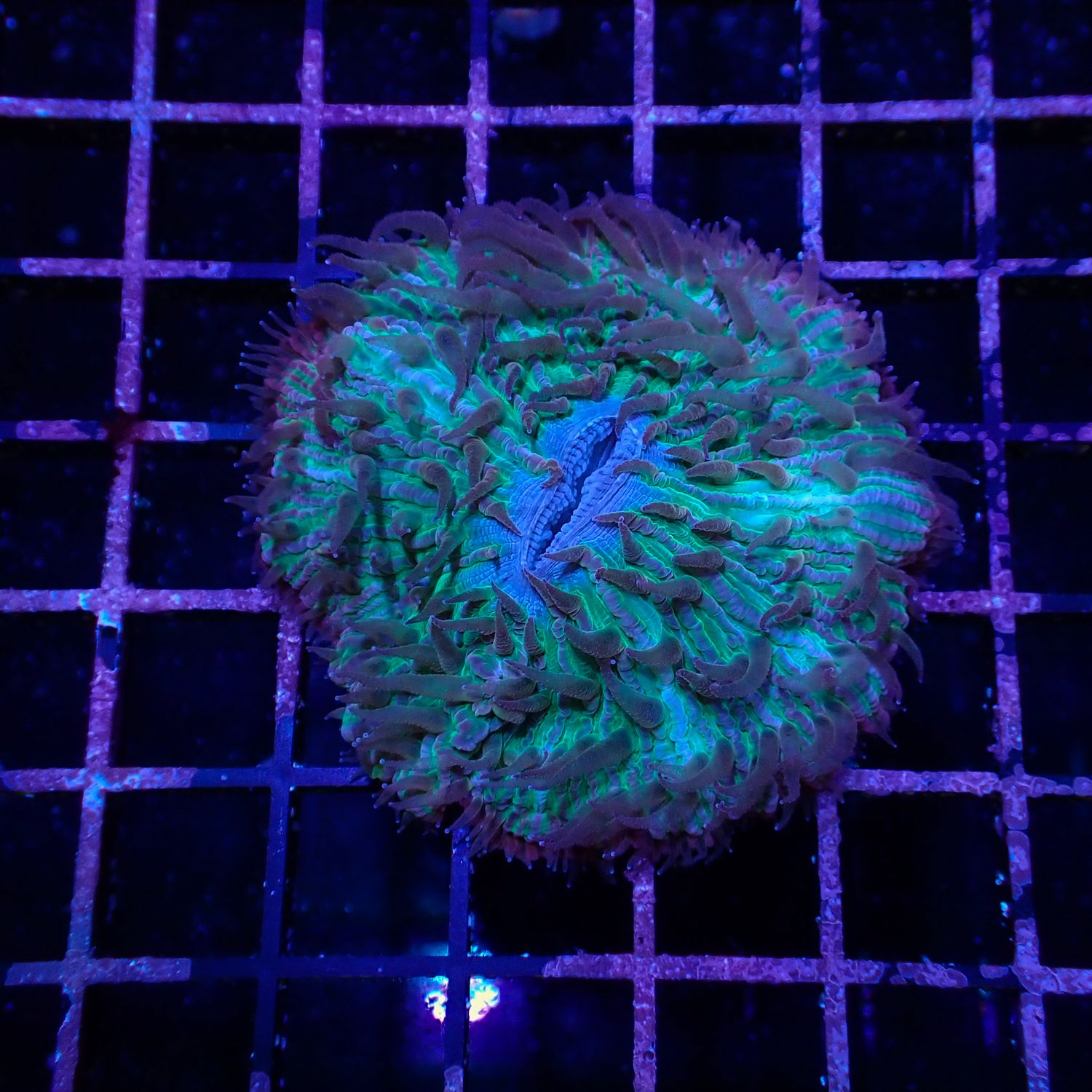 Rainbow Plate Coral 4 (Fungia Spp.)