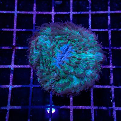 Rainbow Plate Coral 4 (Fungia Spp.)