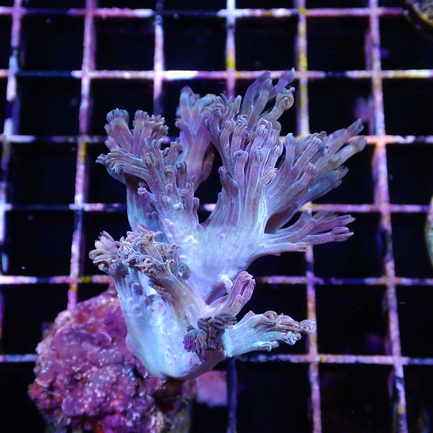 Blue Cespitularia (Cespitularia Sp.)