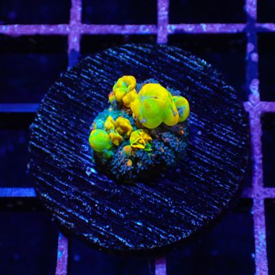OG Bounce - WYSIWG 1 (Rhodactis Spp.)