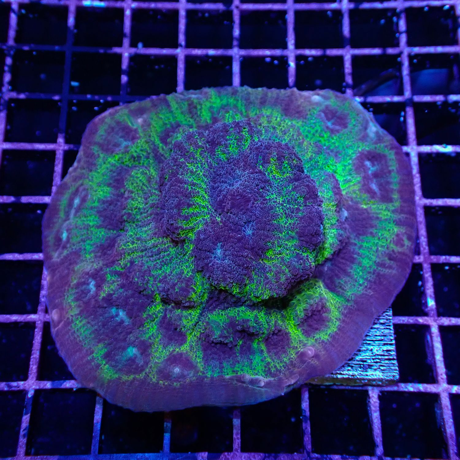 Ultra Chalice Mini Colony