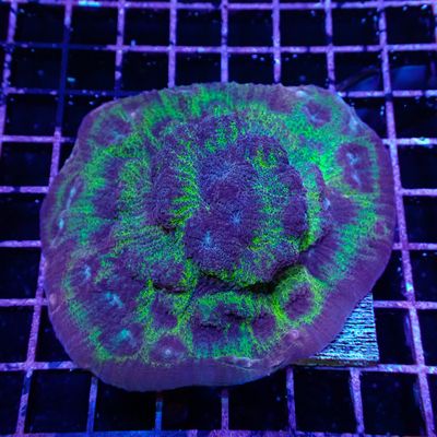 Ultra Chalice Mini Colony