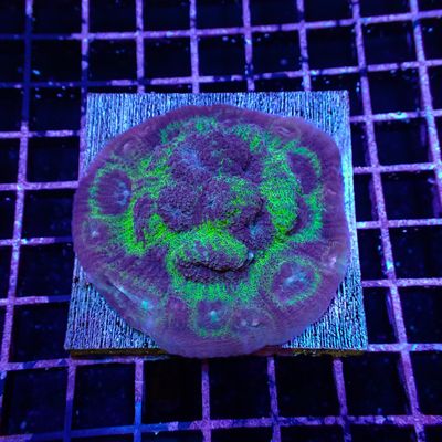 Ultra Chalice Mini Colony