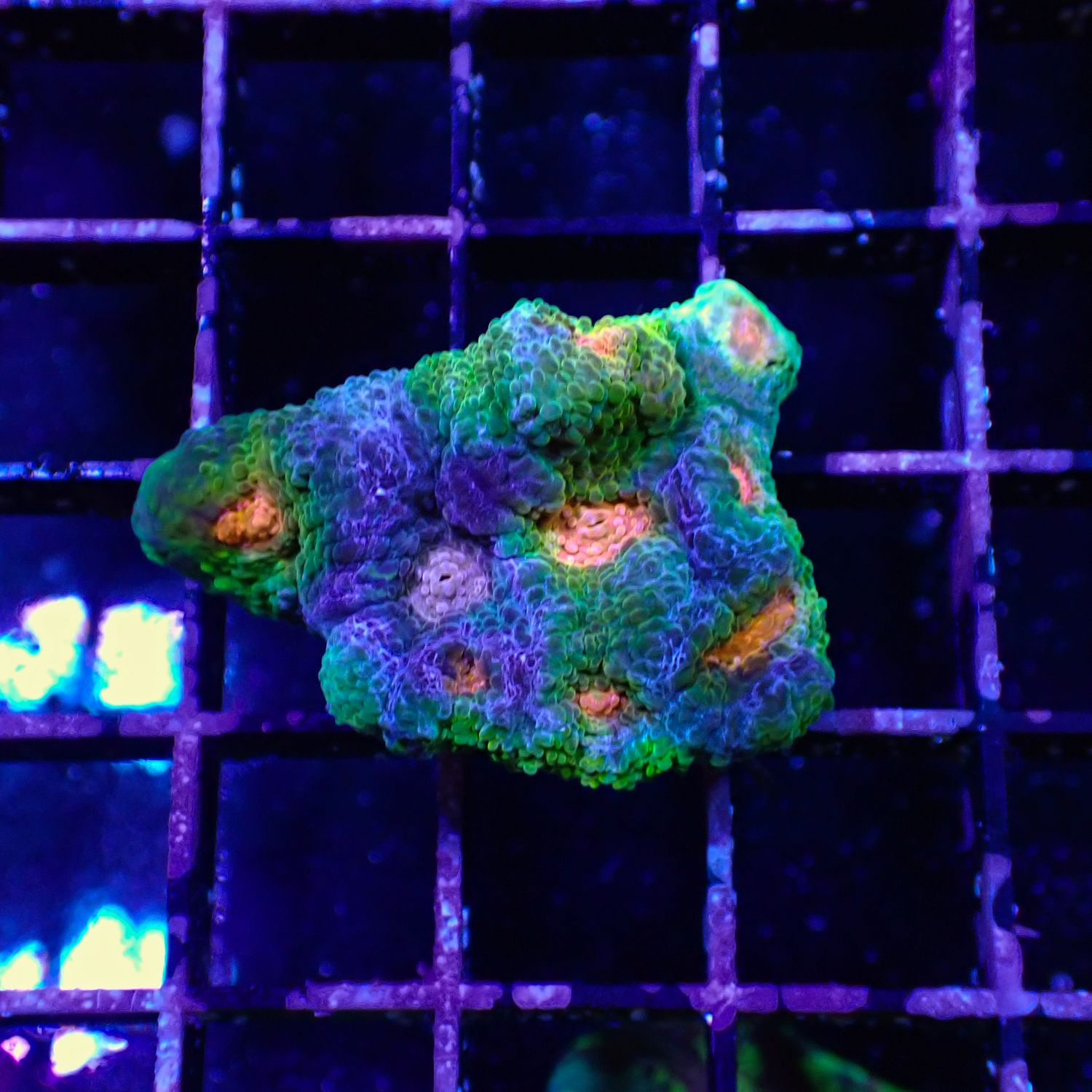 Rainbow Mummy Eye Chalice - Frag